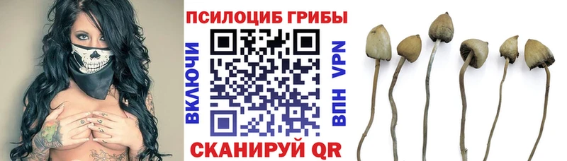 Галлюциногенные грибы мицелий  Аркадак 